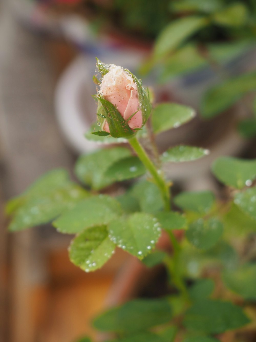 una flor rosa con gotas de agua