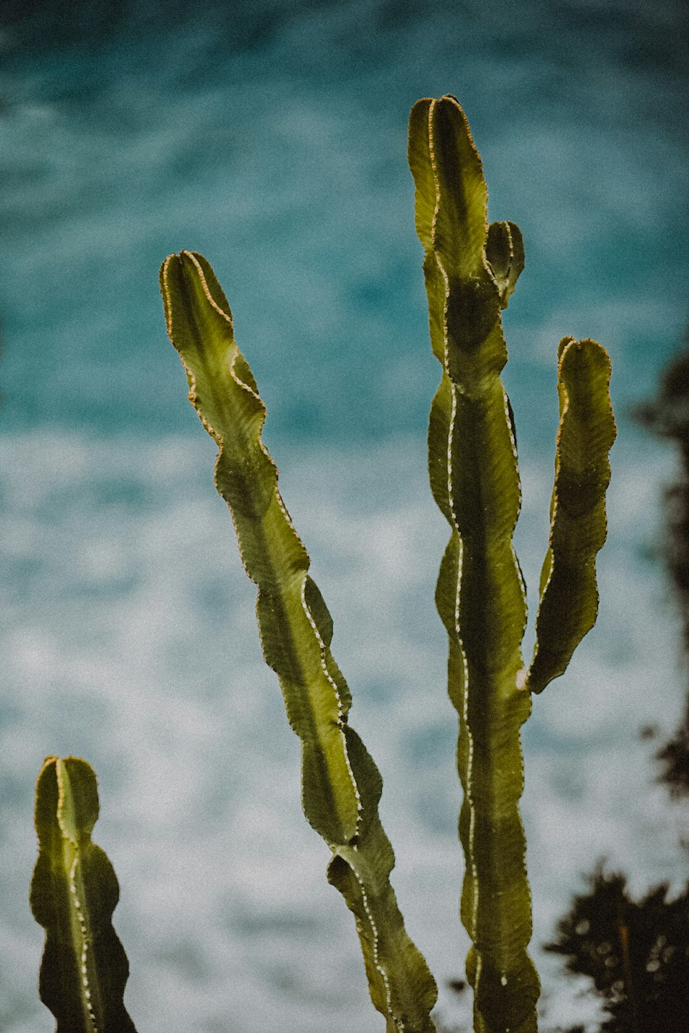 a close up of a cactus with water in the background