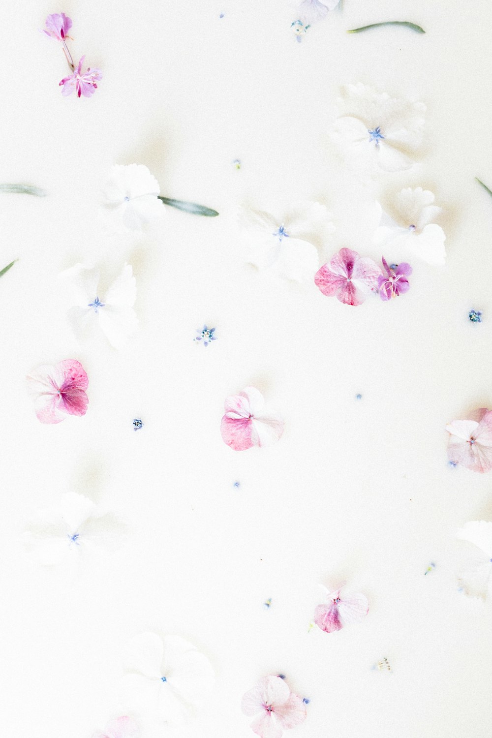 pink and white flowers on a white surface