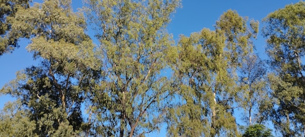 A serene forest with tall planted trees under a clear blue sky.