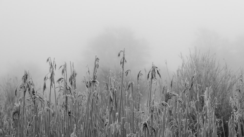 a black and white photo of a foggy field