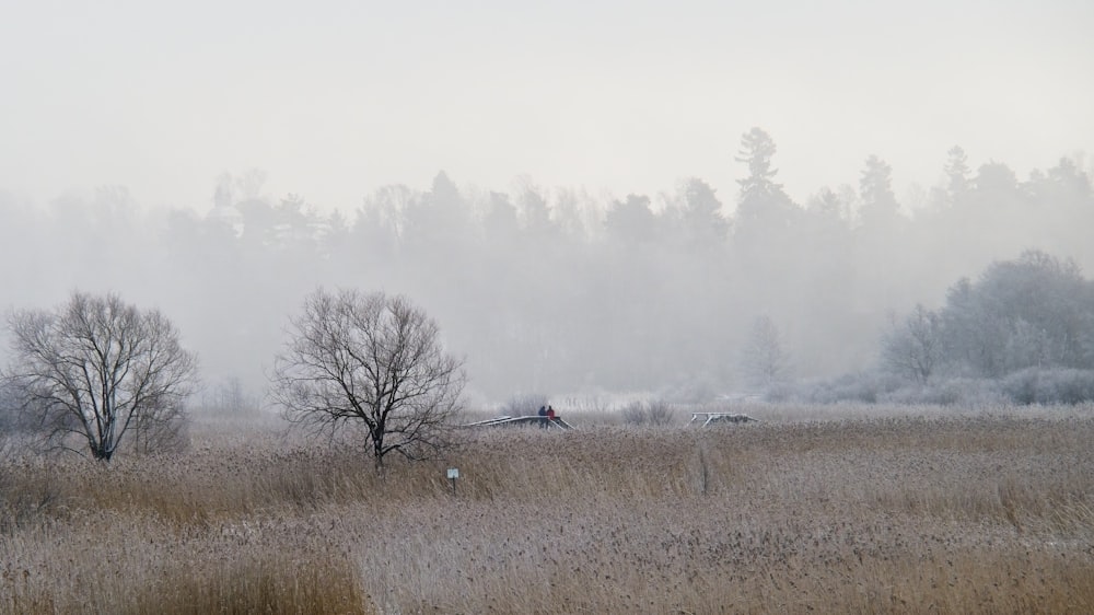 a foggy field with trees in the distance