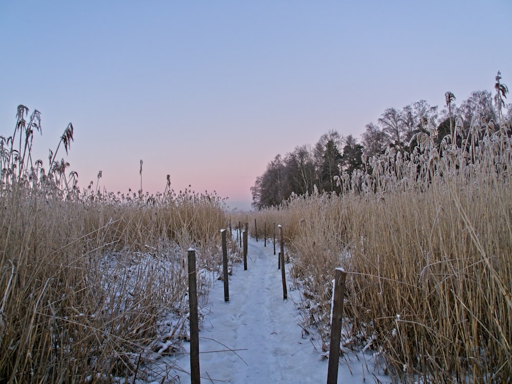 a path in the middle of a snow covered field