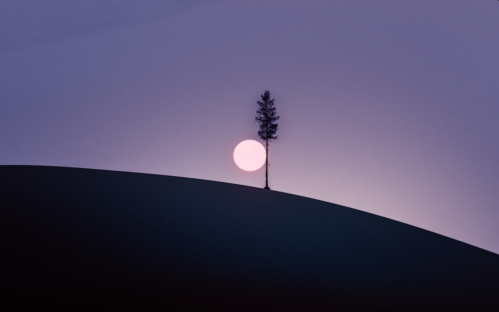 a lone tree on top of a hill