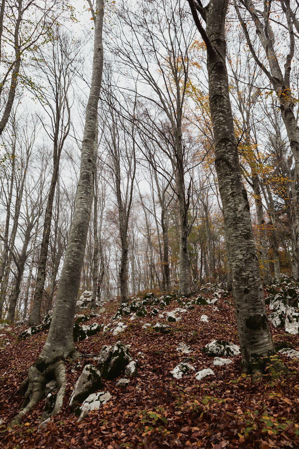 a bunch of trees that are in the woods