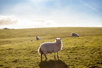 A clean, modern farm scene with white sheep grazing on green grass under a bright sky.