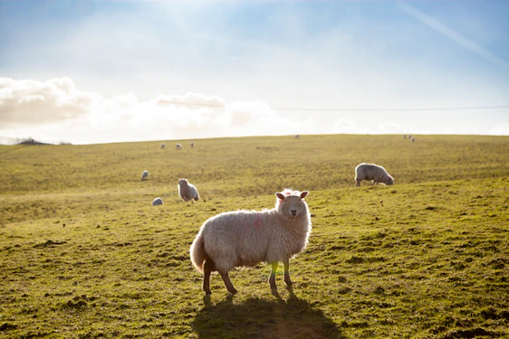 A clean, modern farm scene showing white Garut sheep grazing peacefully on green grass under a bright sky.