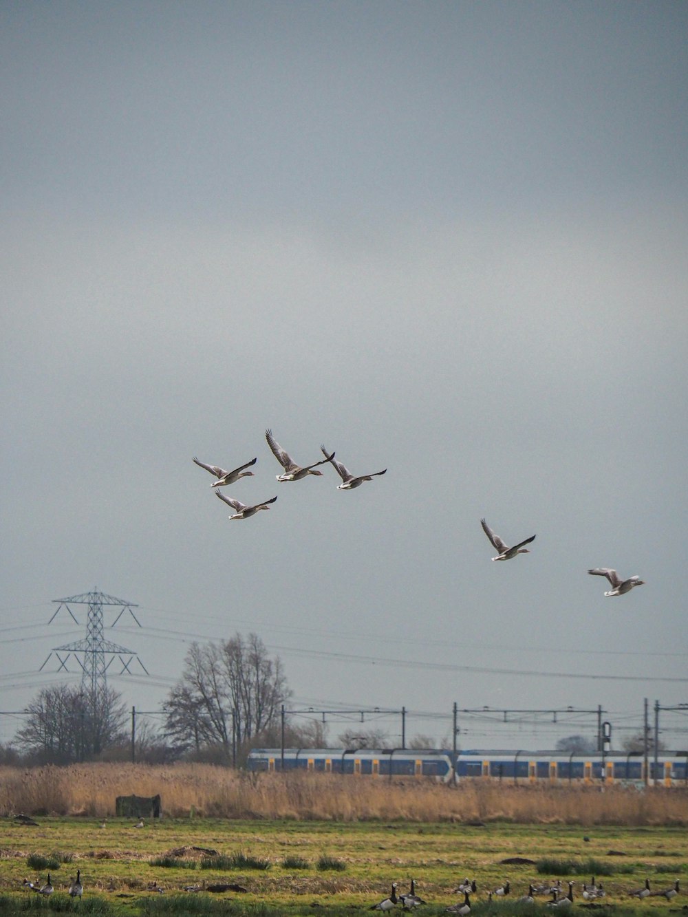 a flock of birds flying over a lush green field