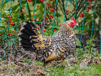 A colorful chicken pecking around the farmyard near a rustic coop.