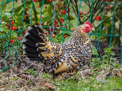 A colorful chicken pecking around the farmyard near a rustic coop.