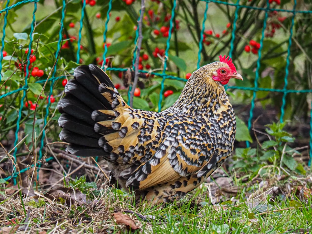 a chicken standing in the grass next to a fence