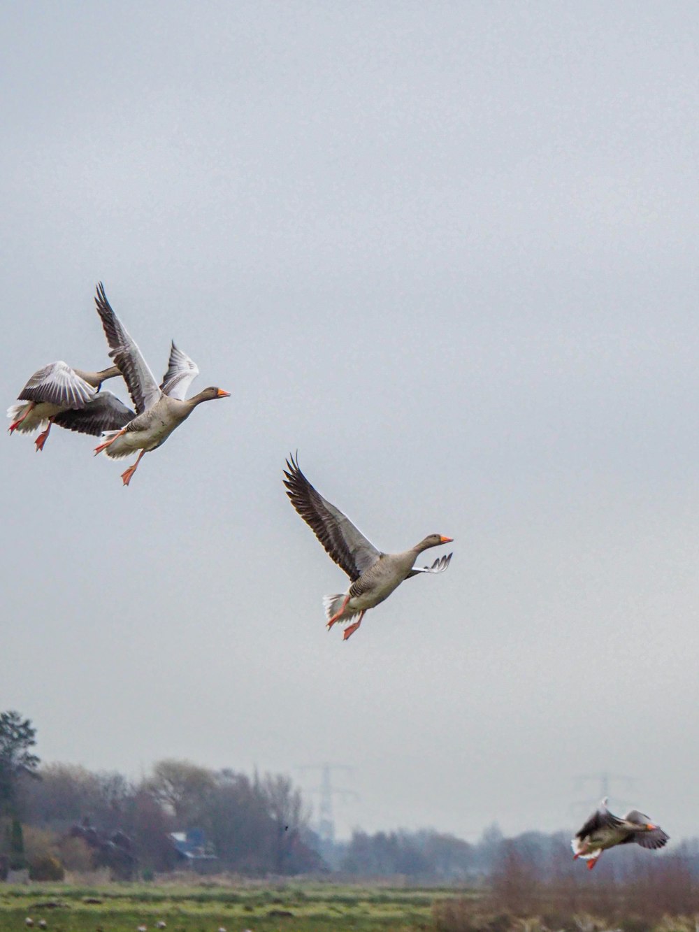 a group of birds flying over a lush green field