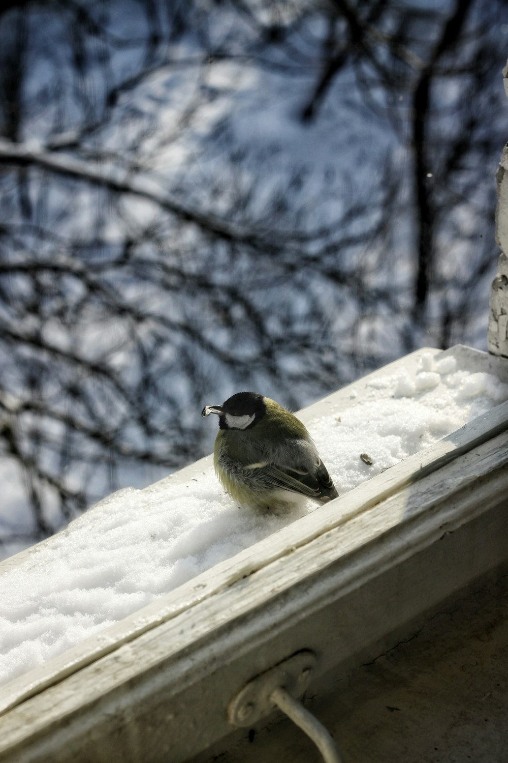 a small bird sitting on the edge of a window sill