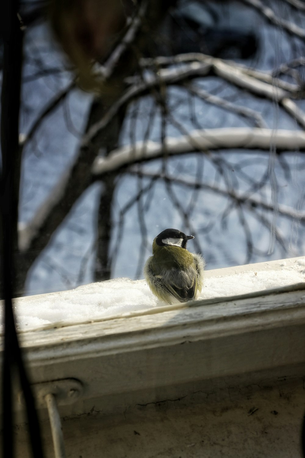 a small bird sitting on top of a window sill