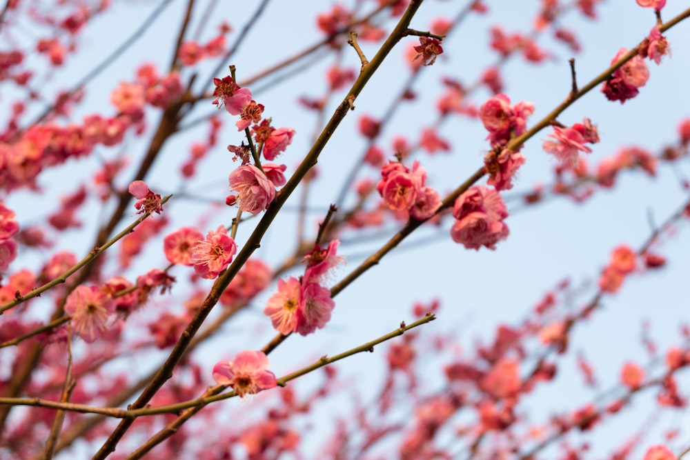 a tree with pink flowers in front of a blue sky