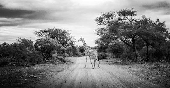 a giraffe standing in the middle of a dirt road