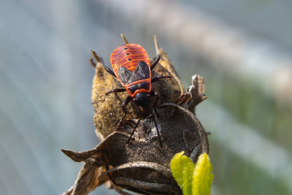 a close up of a bug on a plant