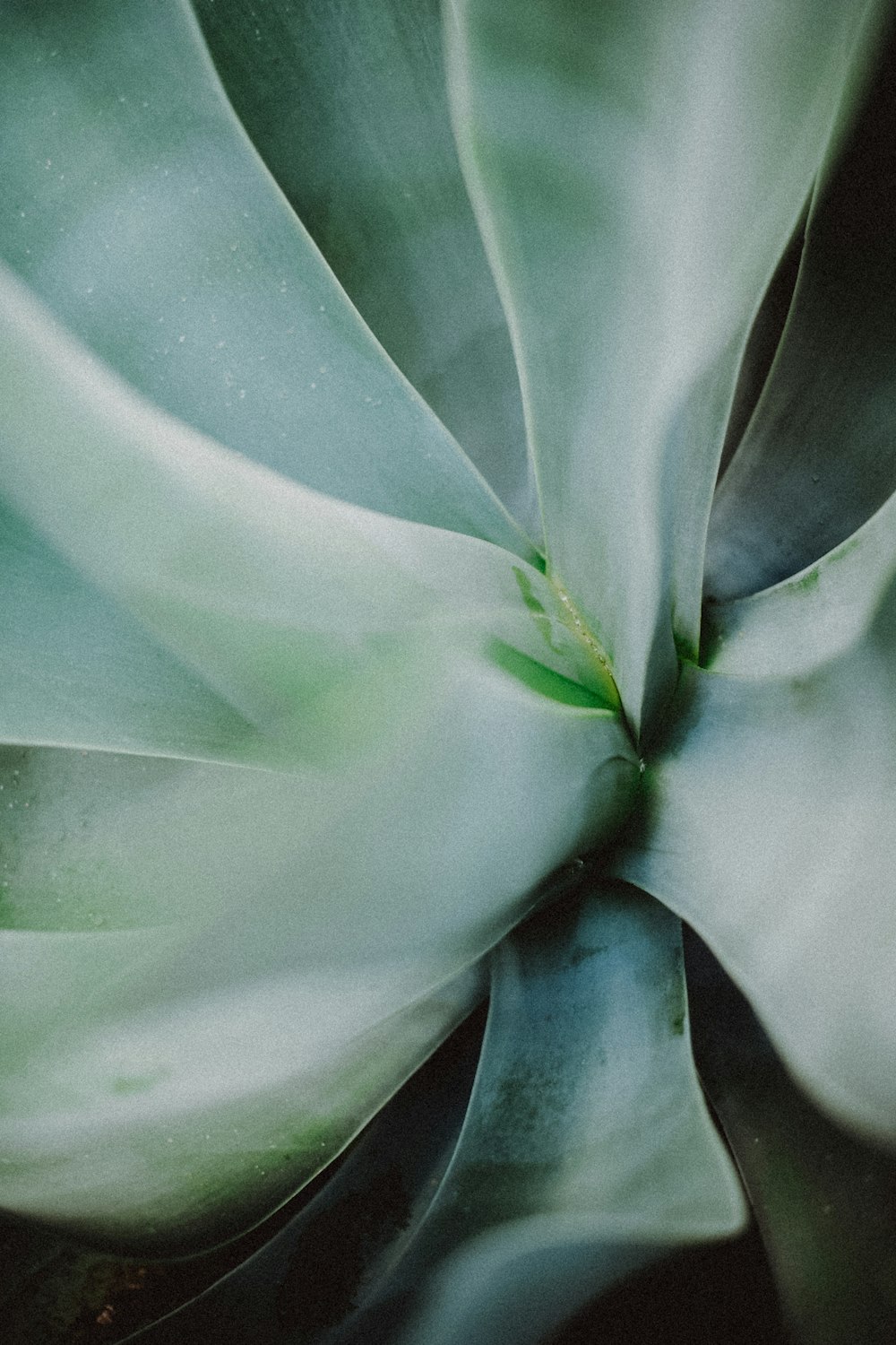 a close up of a large green plant