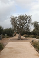 A serene outdoor scene of Ömer jotting notes under a large olive tree.