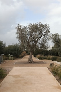 A serene outdoor scene of Ömer jotting notes under a large olive tree.