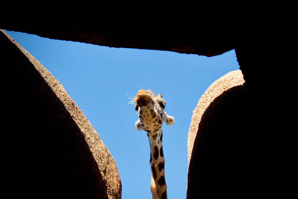 a tall giraffe standing next to a stone wall