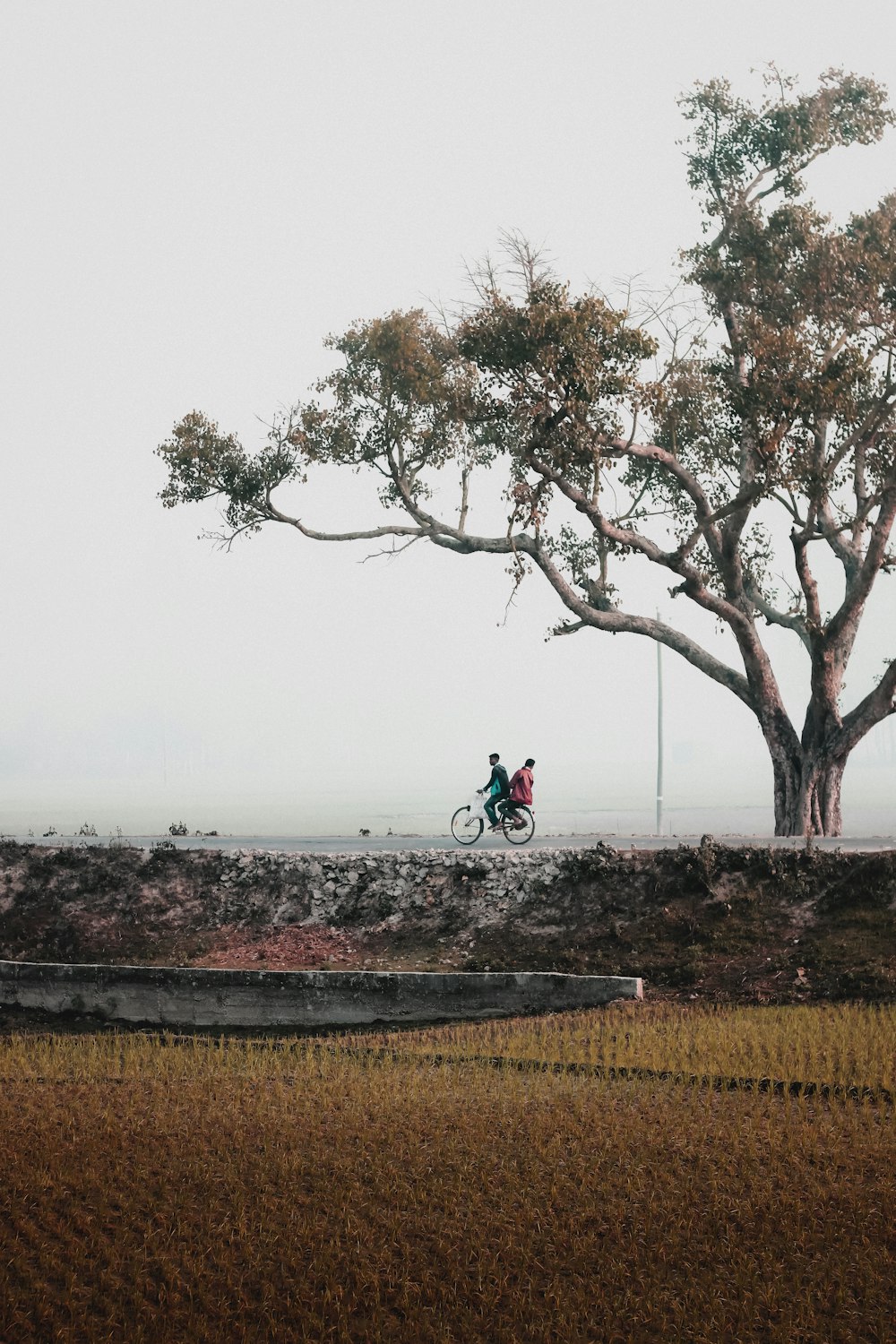 a couple of people riding bikes next to a tree