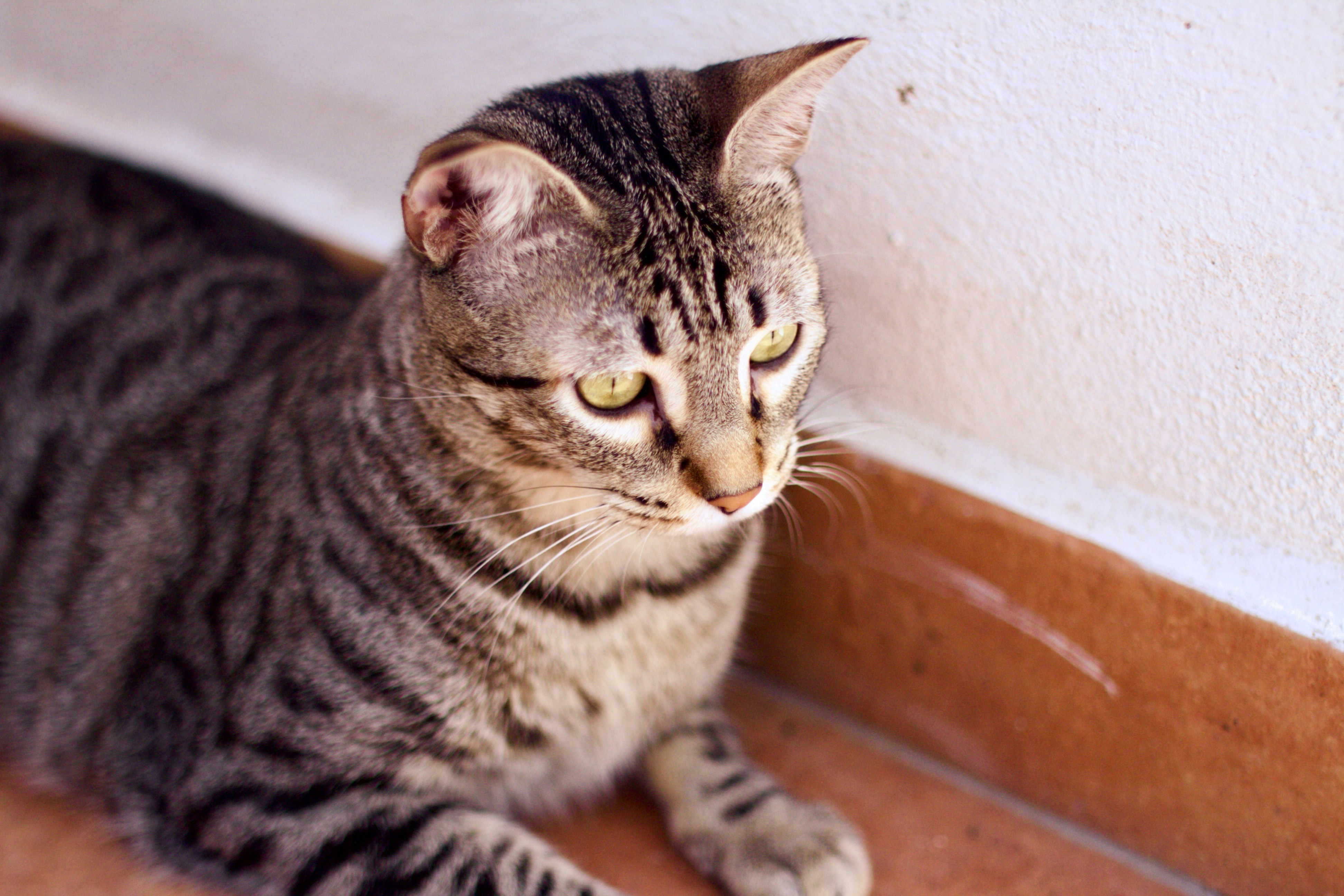 a cat sitting on the floor next to a wall