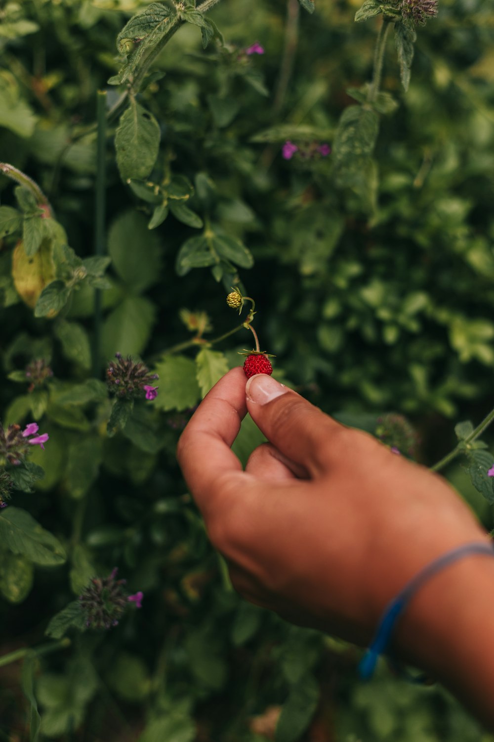 a person holding a small red berry in their hand
