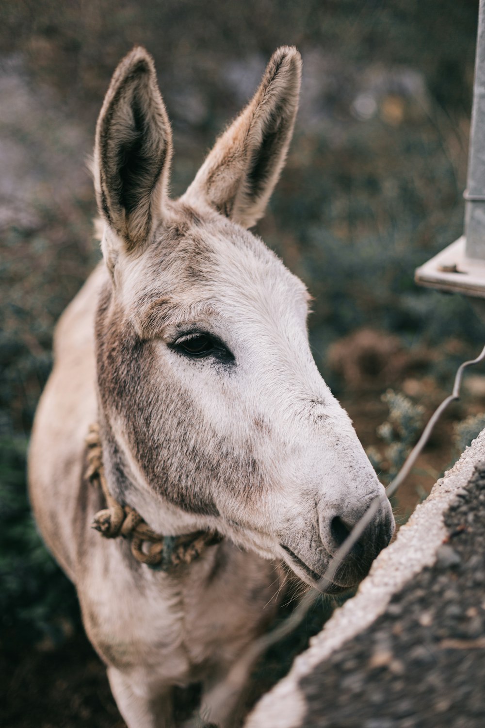 a close up of a donkey near a bird feeder
