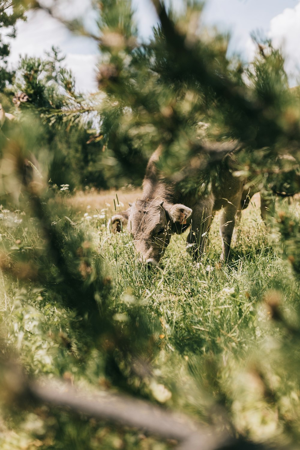 a cow standing in a field of tall grass