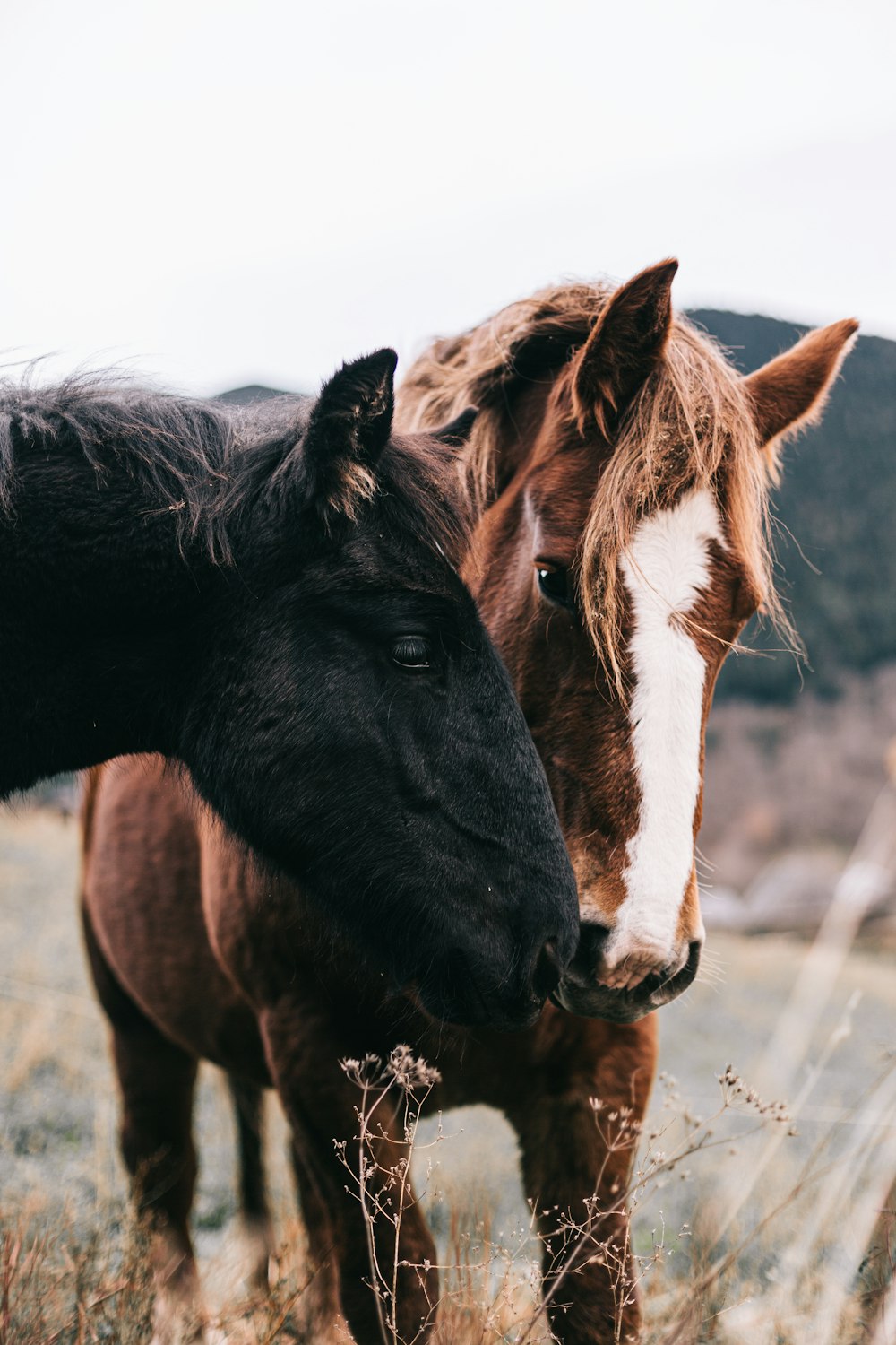 two horses standing next to each other in a field