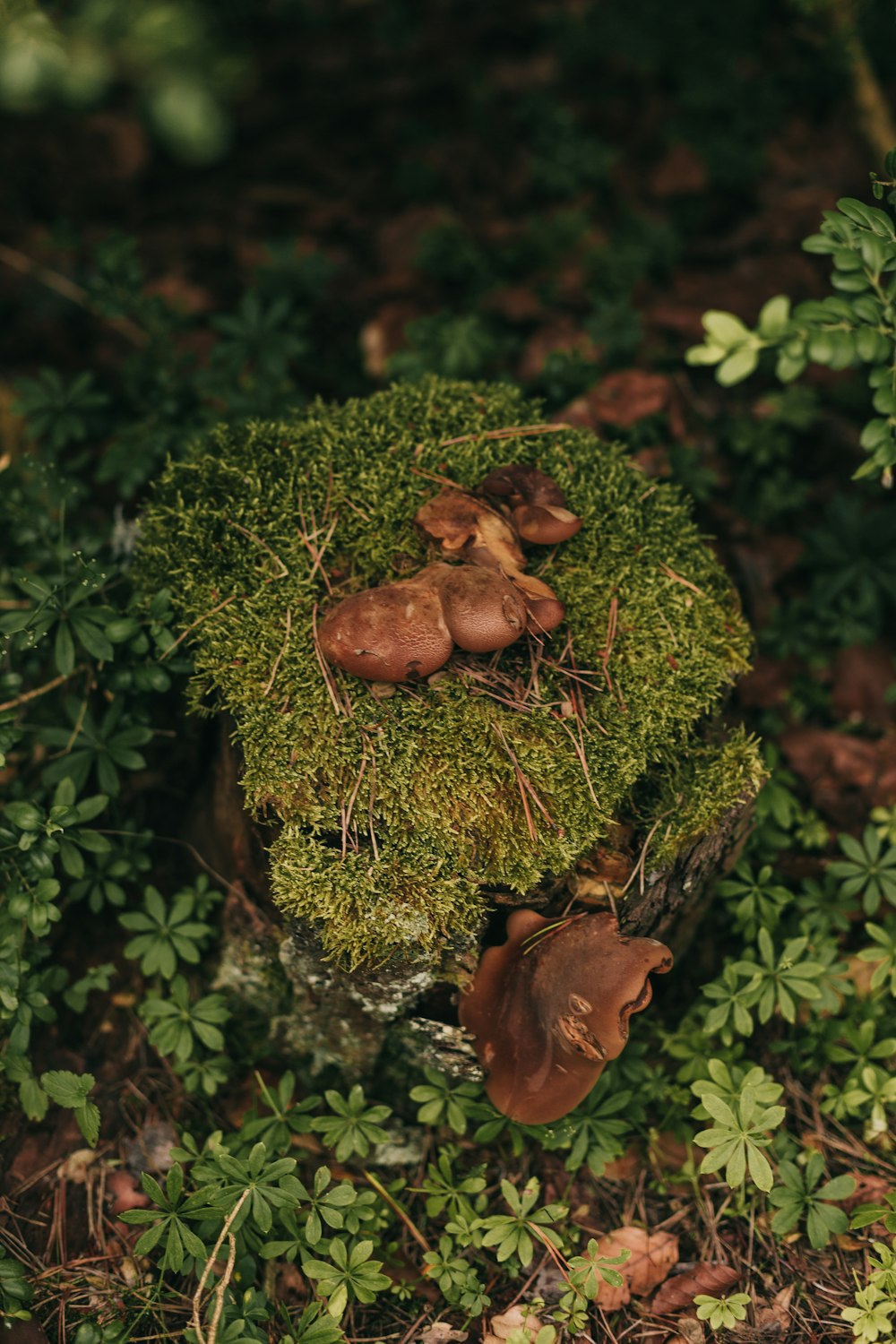 a group of mushrooms sitting on top of a lush green field