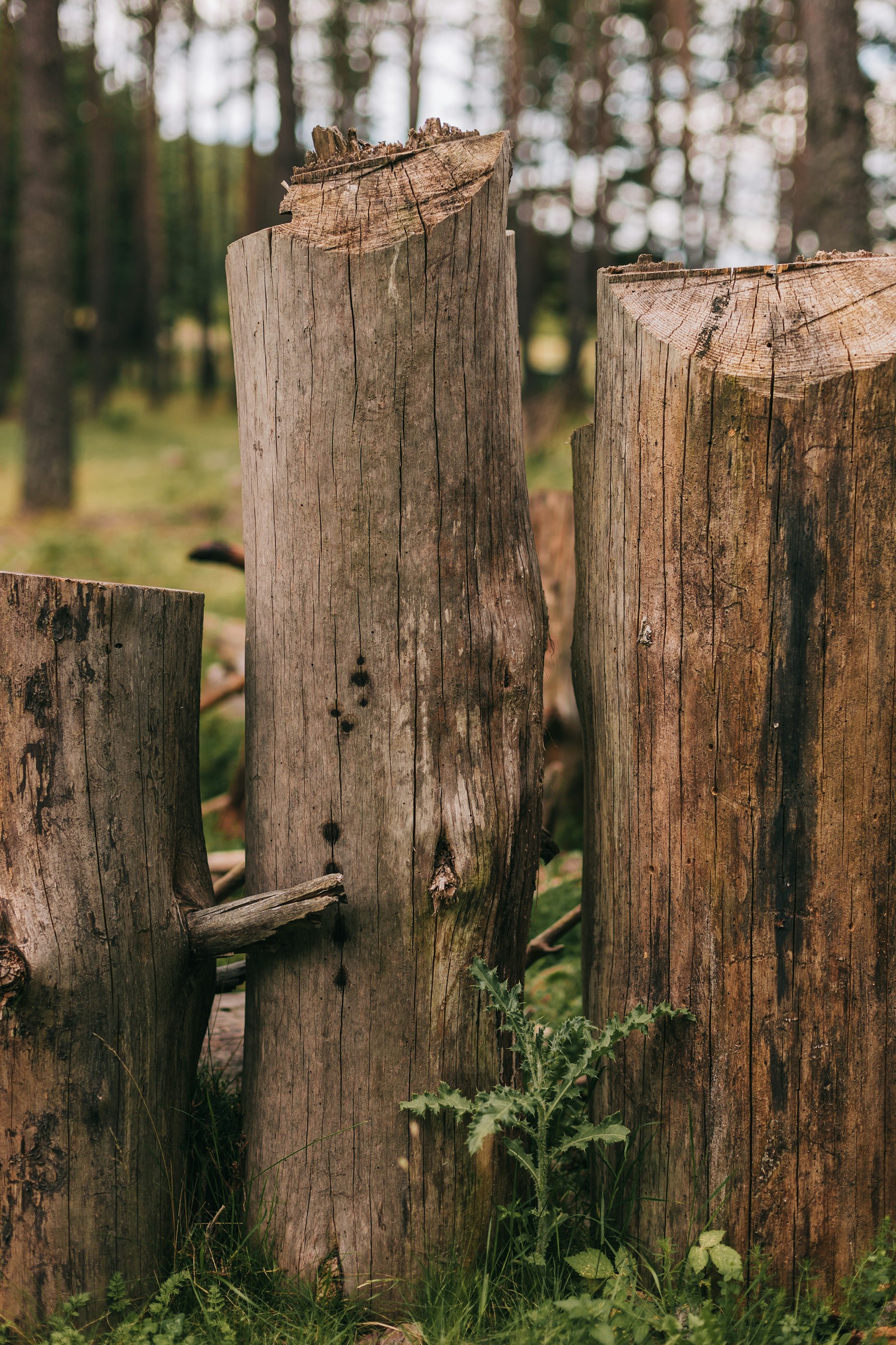 a couple of wooden logs sitting in the grass