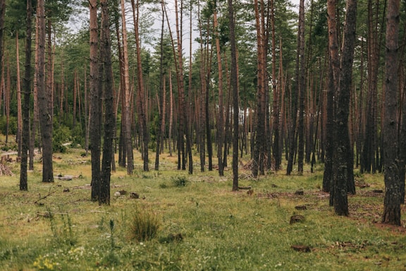 a forest filled with lots of tall trees