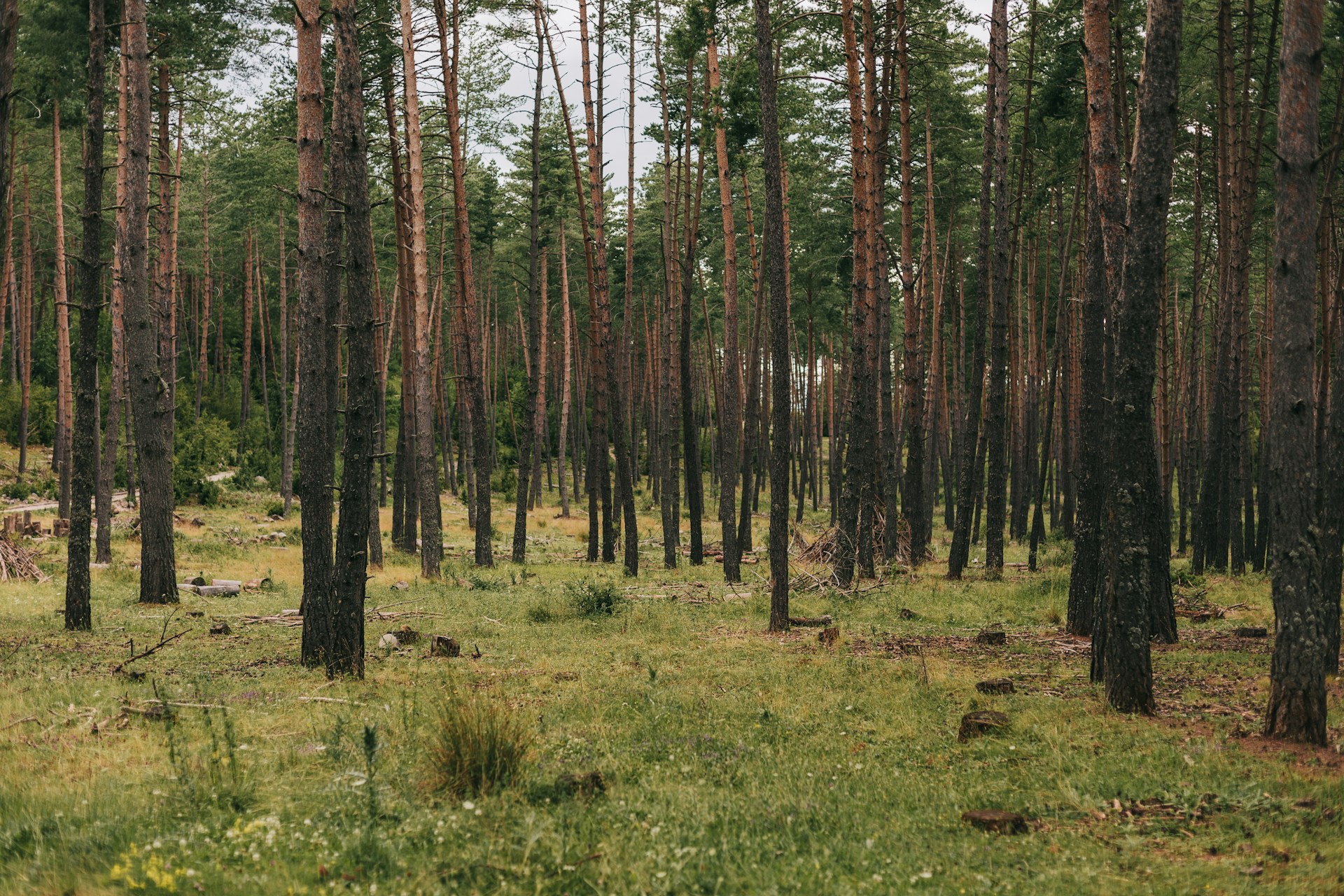 a forest filled with lots of tall trees