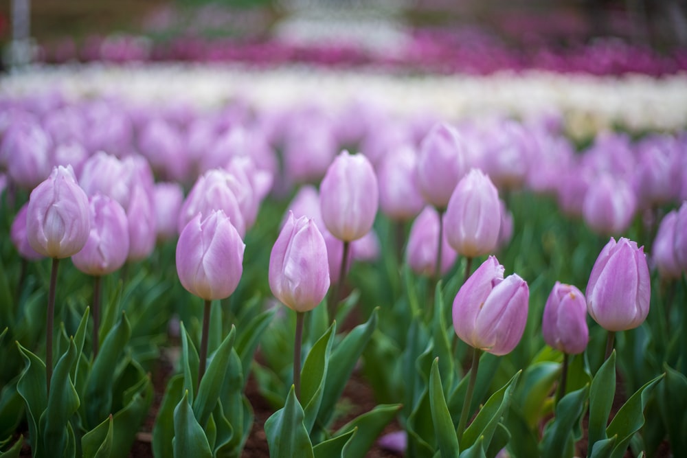a field of pink tulips in a garden
