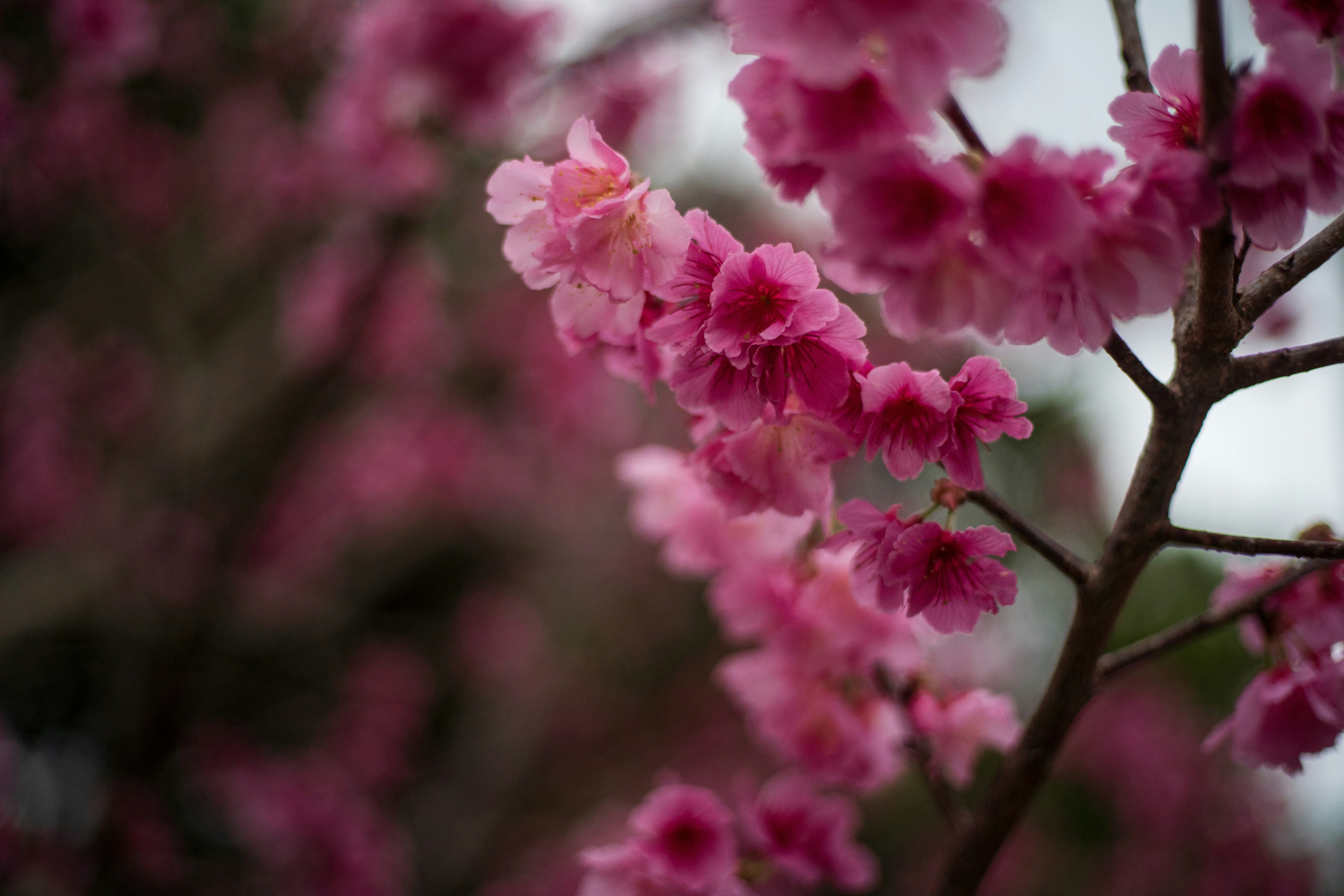 a close up of a tree with pink flowers