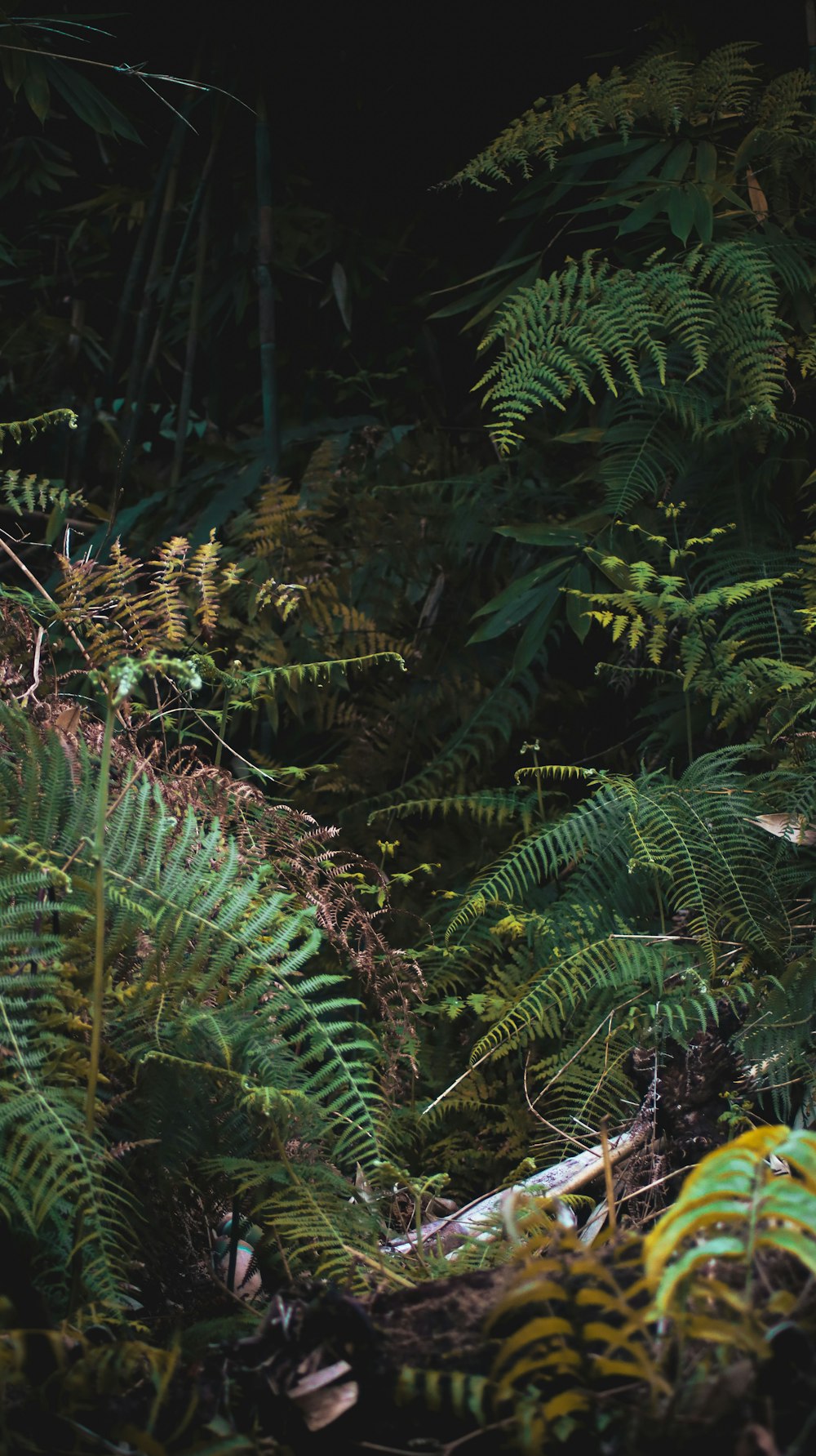 a black bear in the middle of a forest