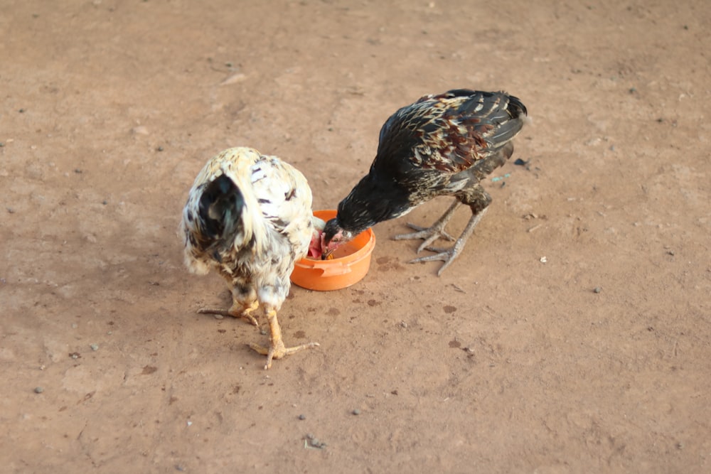 two chickens eating out of an orange bowl