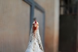 A white chicken with a red comb standing in a neutral-colored environment. The background features soft-focus elements that suggest a farm or a poultry enclosure.