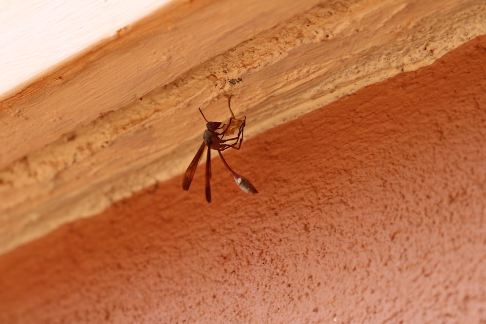 a spider crawling on the side of a wall