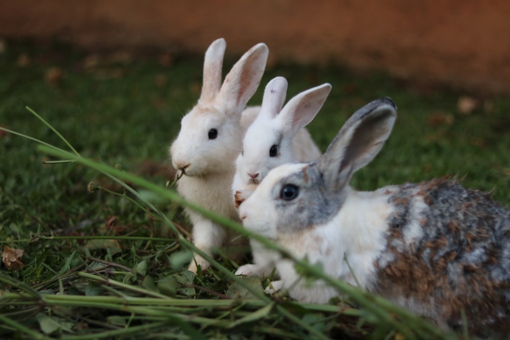a couple of rabbits sitting on top of a lush green field
