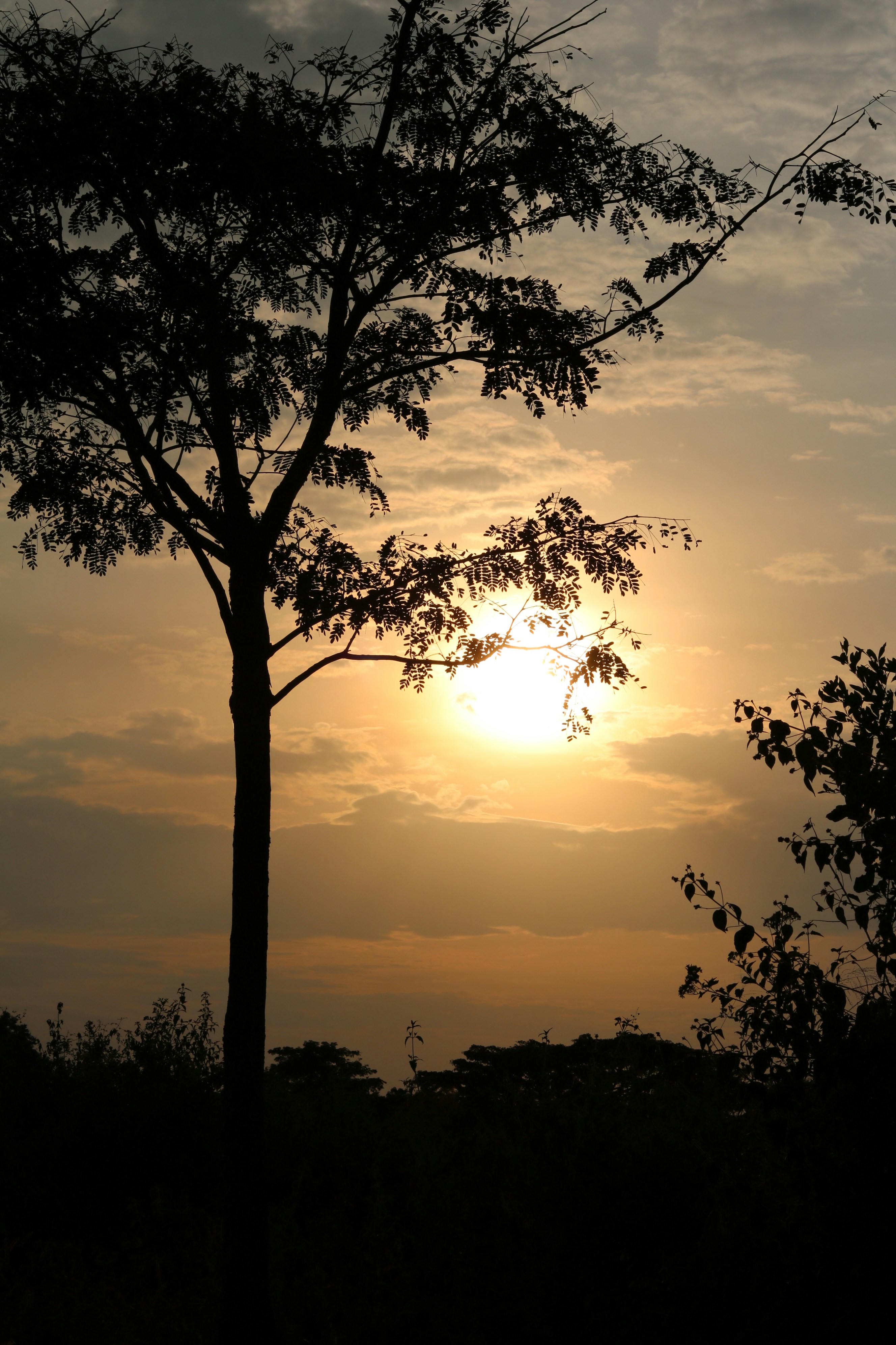A wide shot of an African sunset silhouette with a classic acacia tree in deep golds and oranges.
