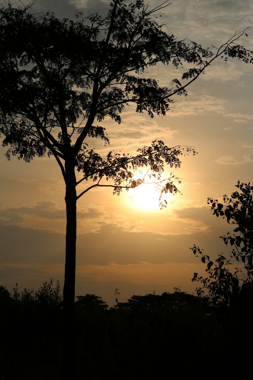 the sun is setting behind a tree on a cloudy day