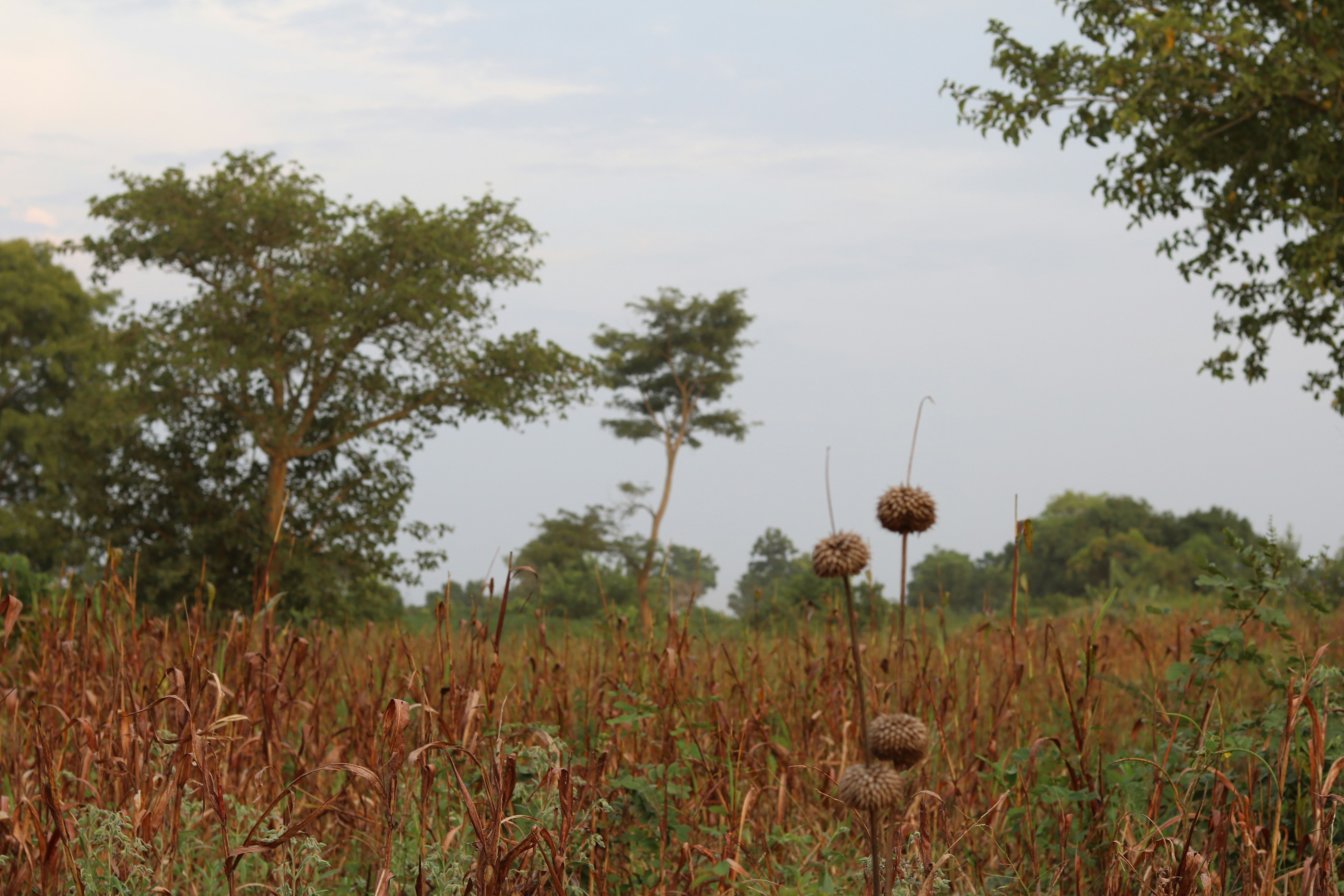 State urged to unlock global tea markets