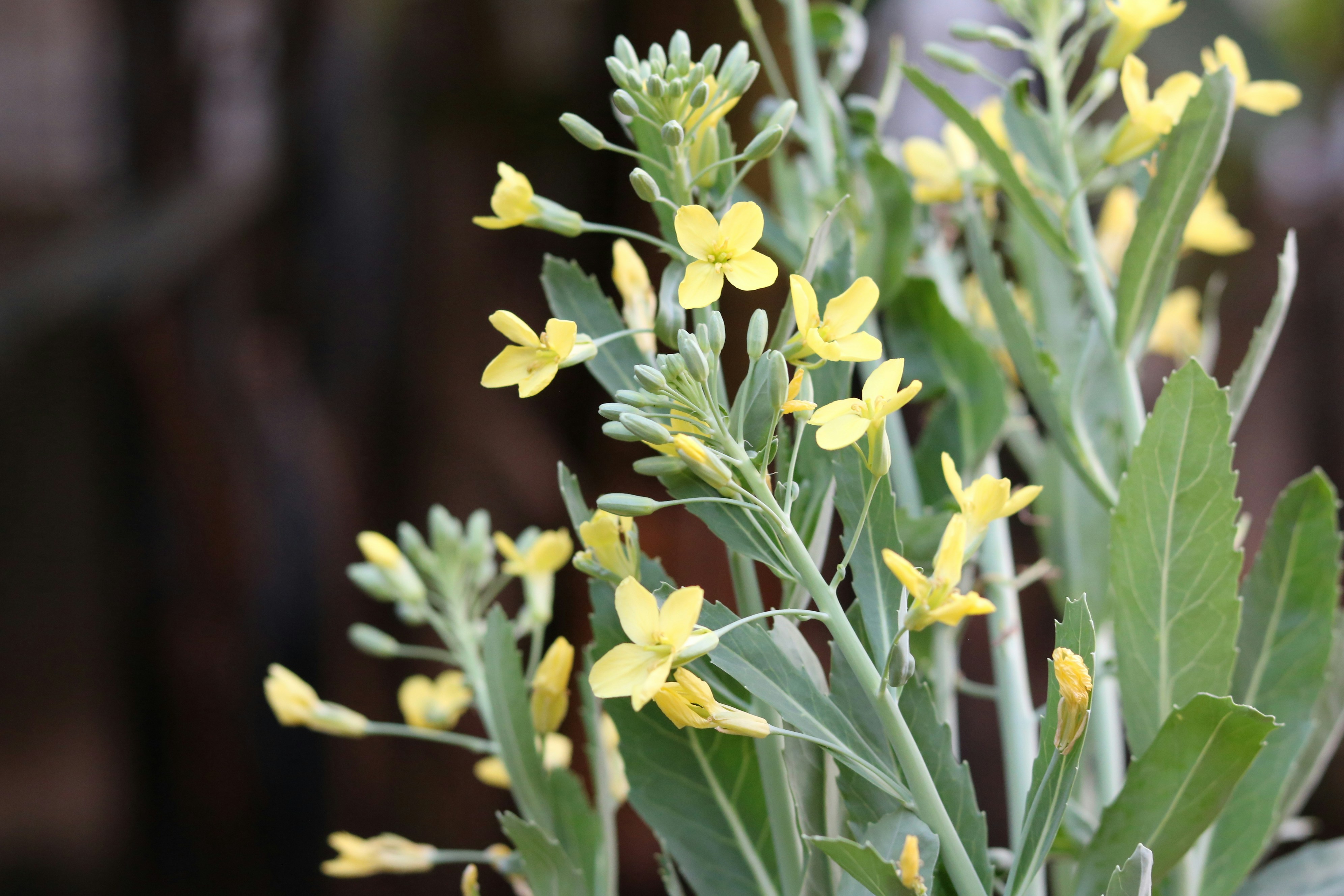 Gros plan d’une plante avec des fleurs jaunes