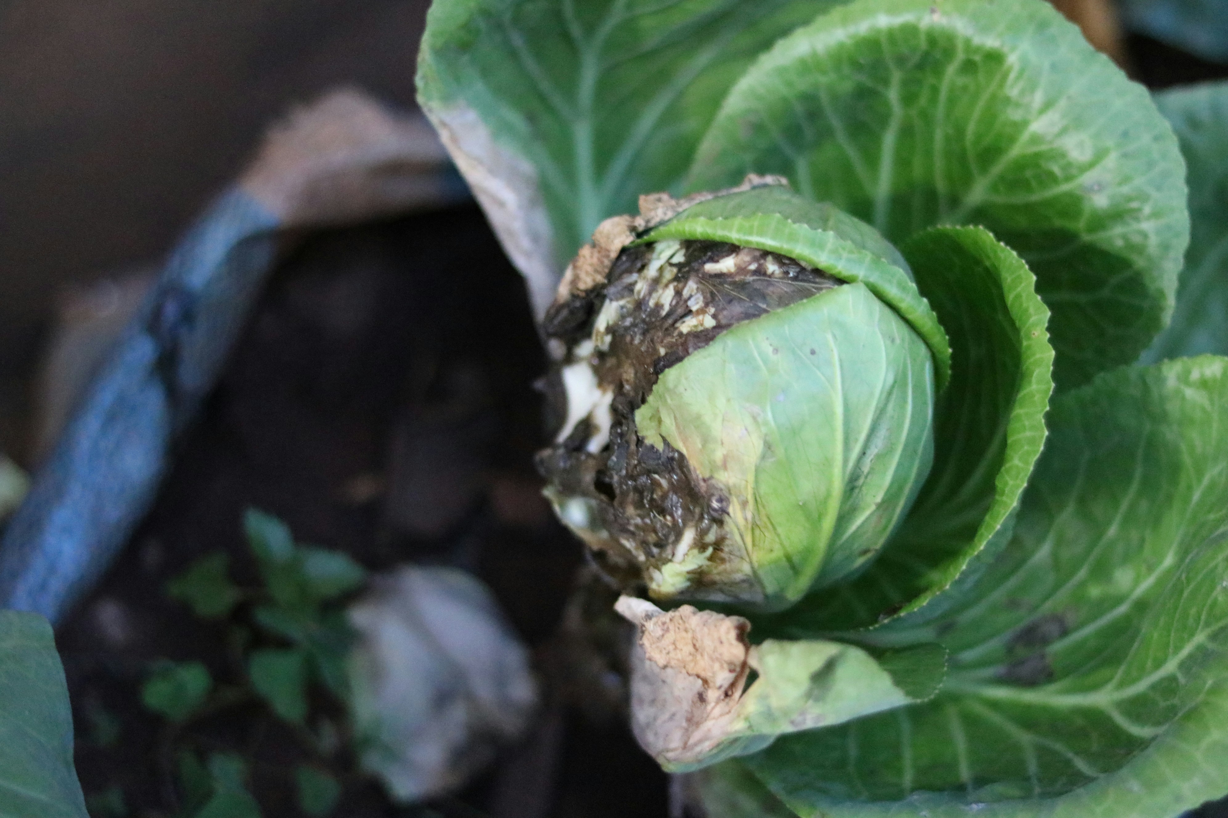 Gros plan d’une plante à feuilles vertes