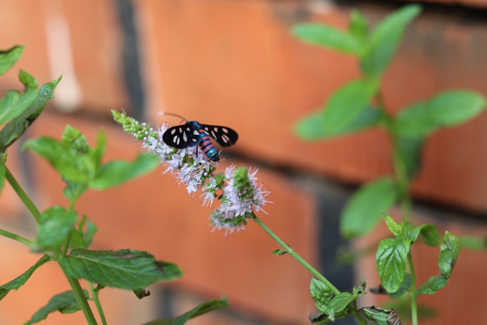 a black and blue butterfly sitting on top of a flower