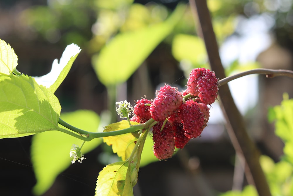 a close up of some red berries on a tree