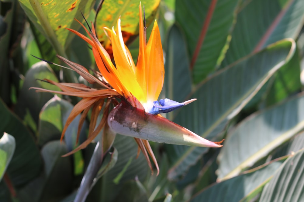 a close up of a flower with leaves in the background